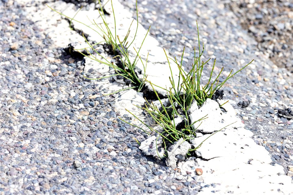 Horsetail Equisetum growing up through the pavement in the flood closure area