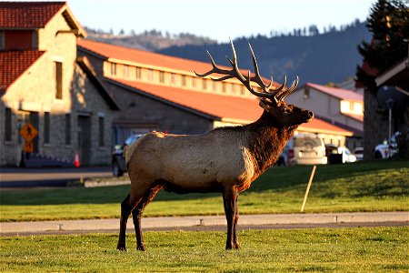 Bull elk in Mammoth Hot Springs (2) photo