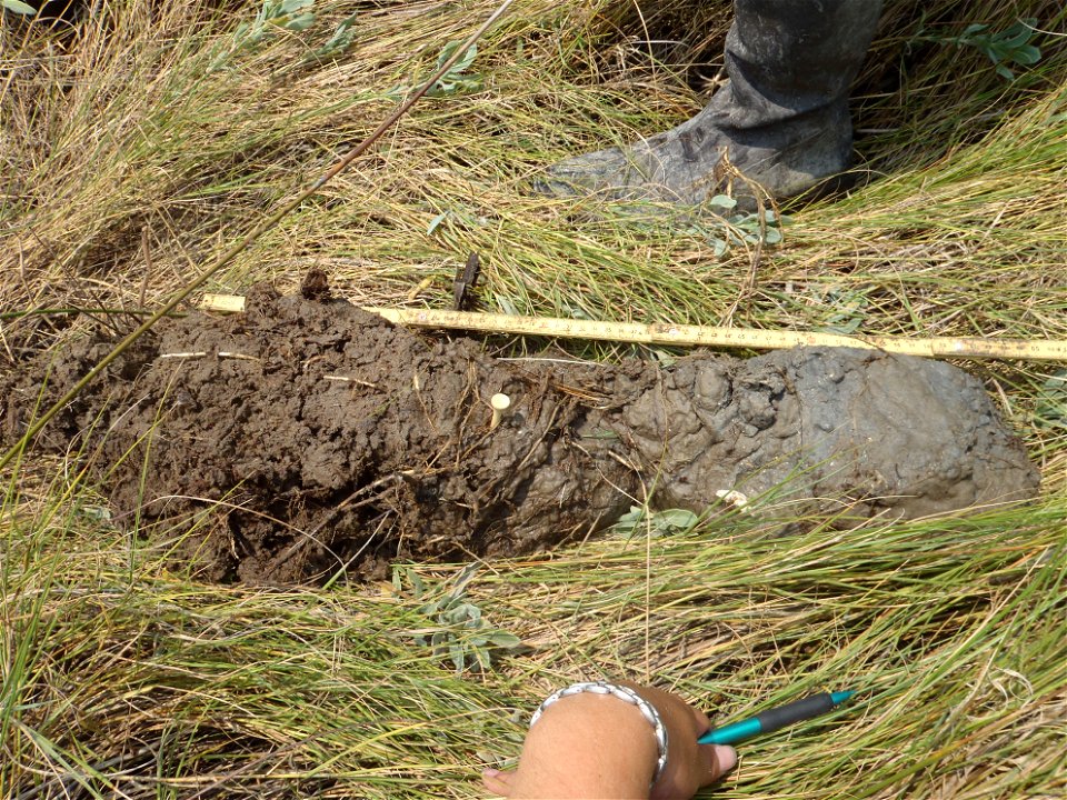 soil profile NWCA11-2030_07.21