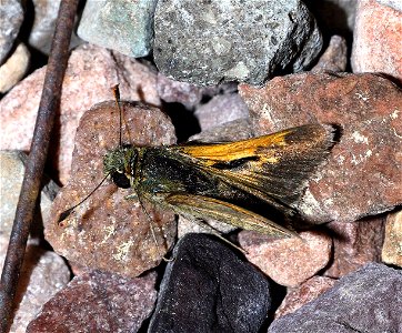 SKIPPER, TAWNY-EDGED (Polites themistocles) (07-09-2022) teton co, mt -02