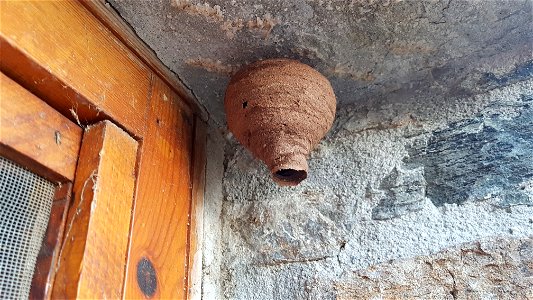 Hornet nest - nid de frelon