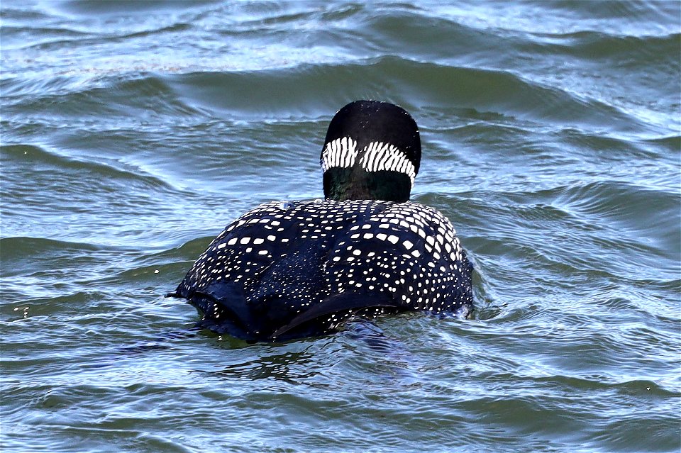 093 - COMMON LOON (03-19-2022) crescent city, del norte co, ca -02