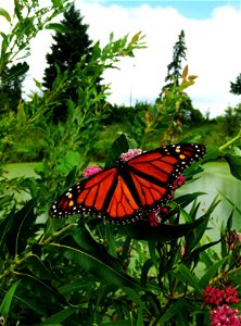 Male Monarch in Minnesota photo