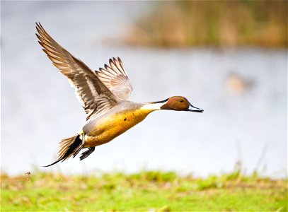 Ducks at Cosumnes River Preserve photo