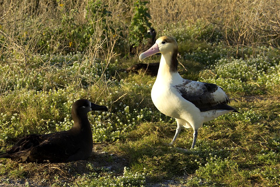 Short-tailed Albatross