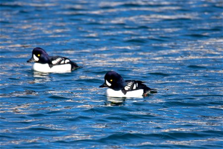 Barrow's Goldeneye on the National Elk Refuge