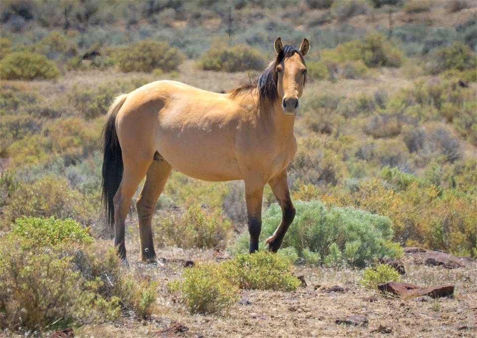 Wild Horses at Carter HMA