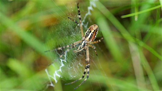 Argiope bruennichi (Wespenspinne) Weibchen