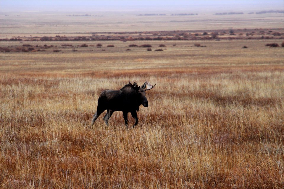 Bull Mission