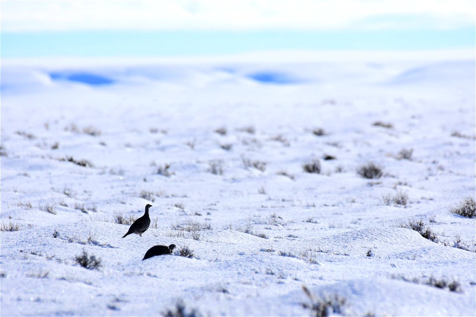 Greater sage-grouse on Seedskadee National Wildlife Refuge