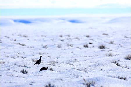 Greater sage-grouse on Seedskadee National Wildlife Refuge photo