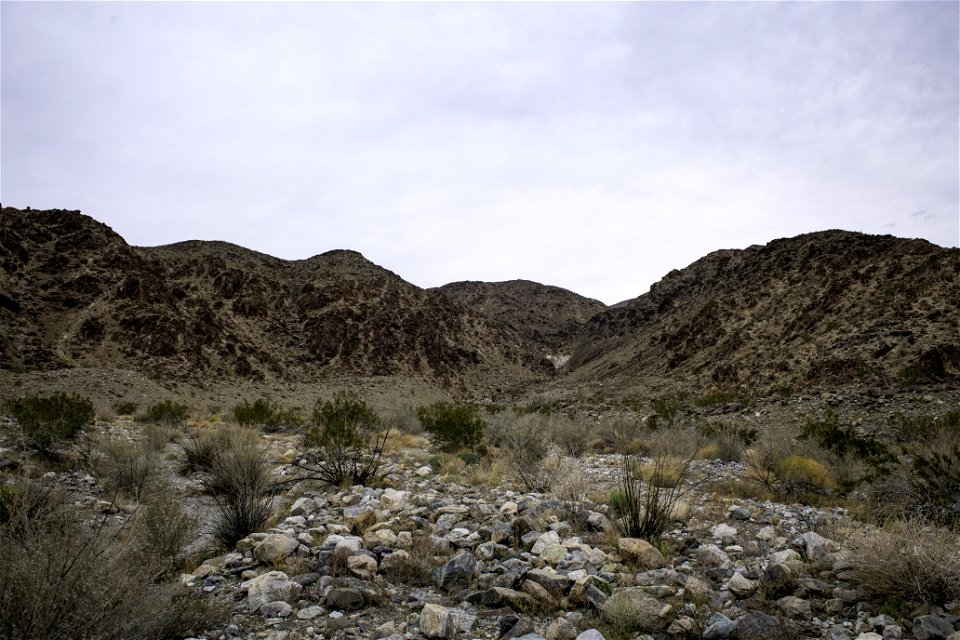 Vegetation at the base of Pinto Mountain