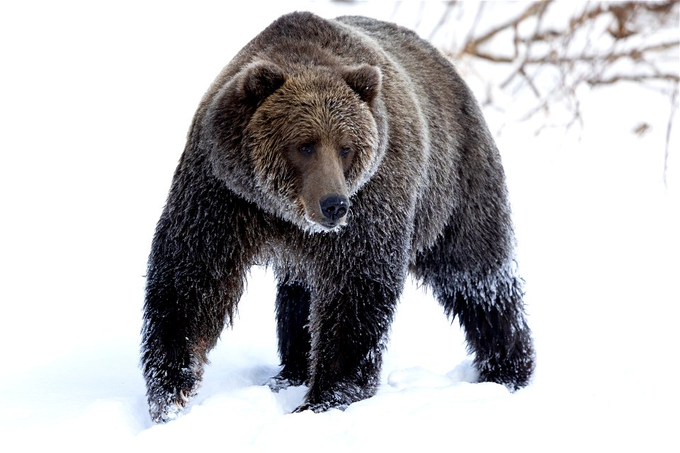 Kodiak brown bear in the snow.
