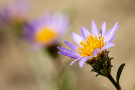 Dieteria canescens