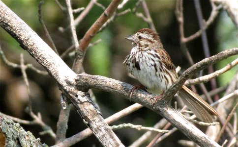 Song Sparrow Huron Wetland Management District South Dakota photo