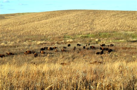 Bison photo