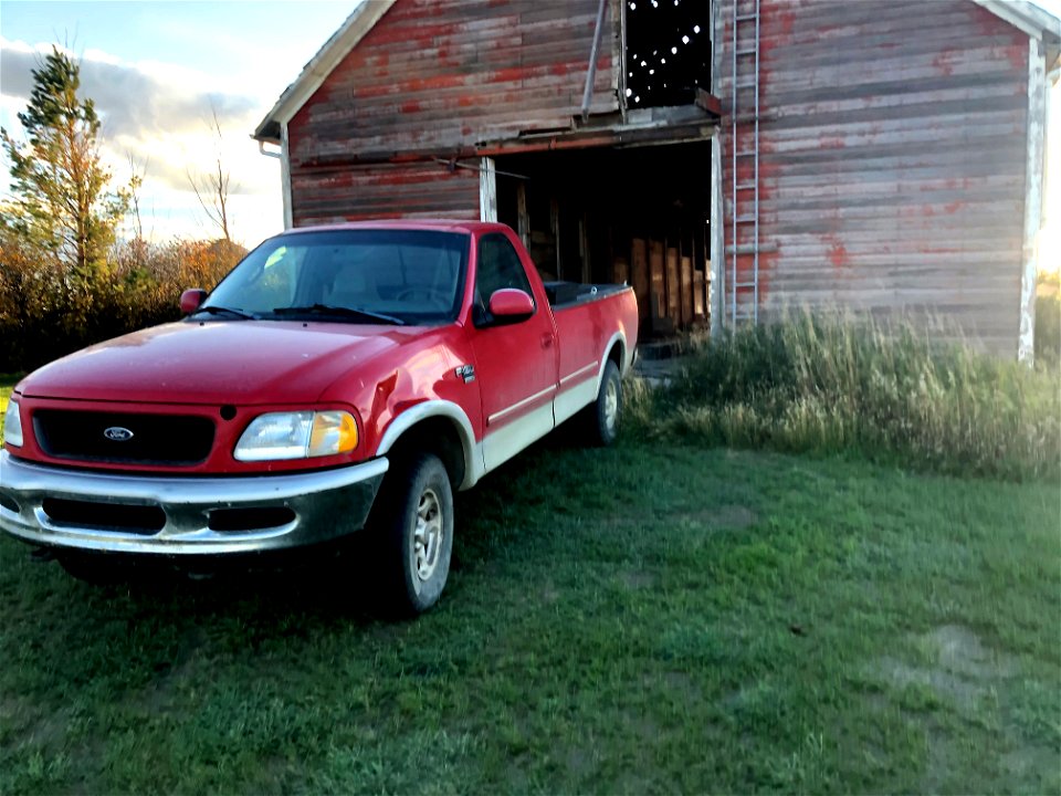 Red Dog at Work at the Red Barn