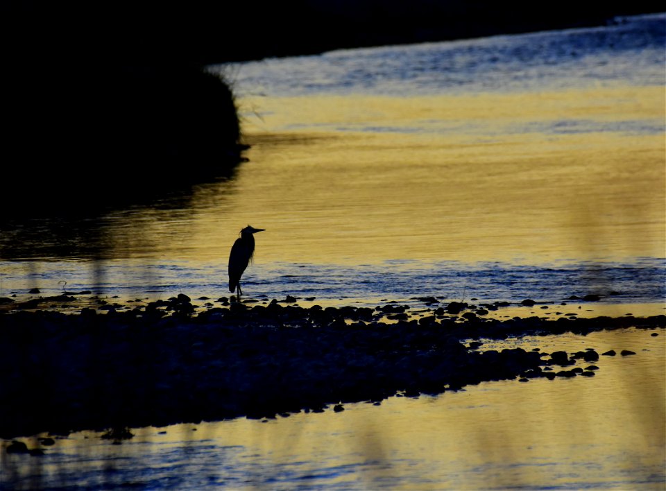 Great blue heron at Seedskadee National Wildlife Refuge