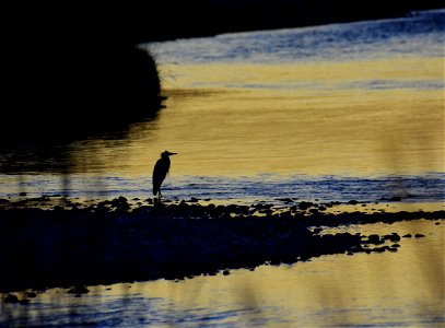 Great blue heron at Seedskadee National Wildlife Refuge