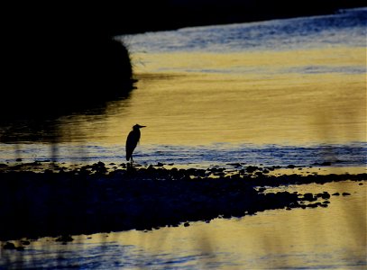 Great blue heron at Seedskadee National Wildlife Refuge photo