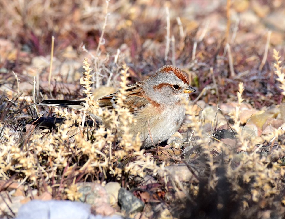 American treee sparrow at Seedskadee National Wildlife Refuge
