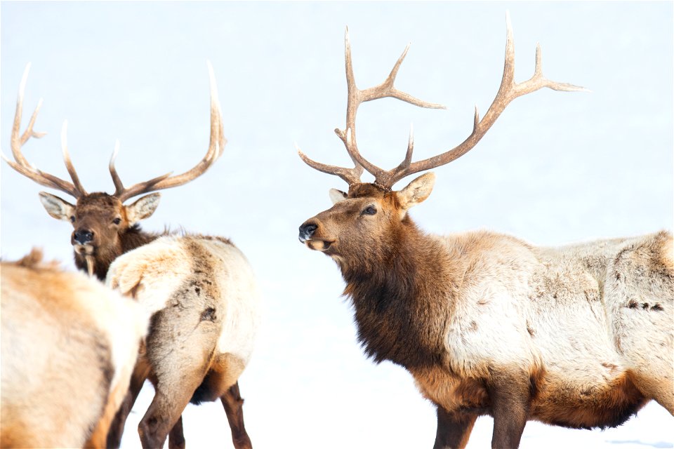 Elk on the National Elk Refuge