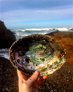 California Coastal NM shell
