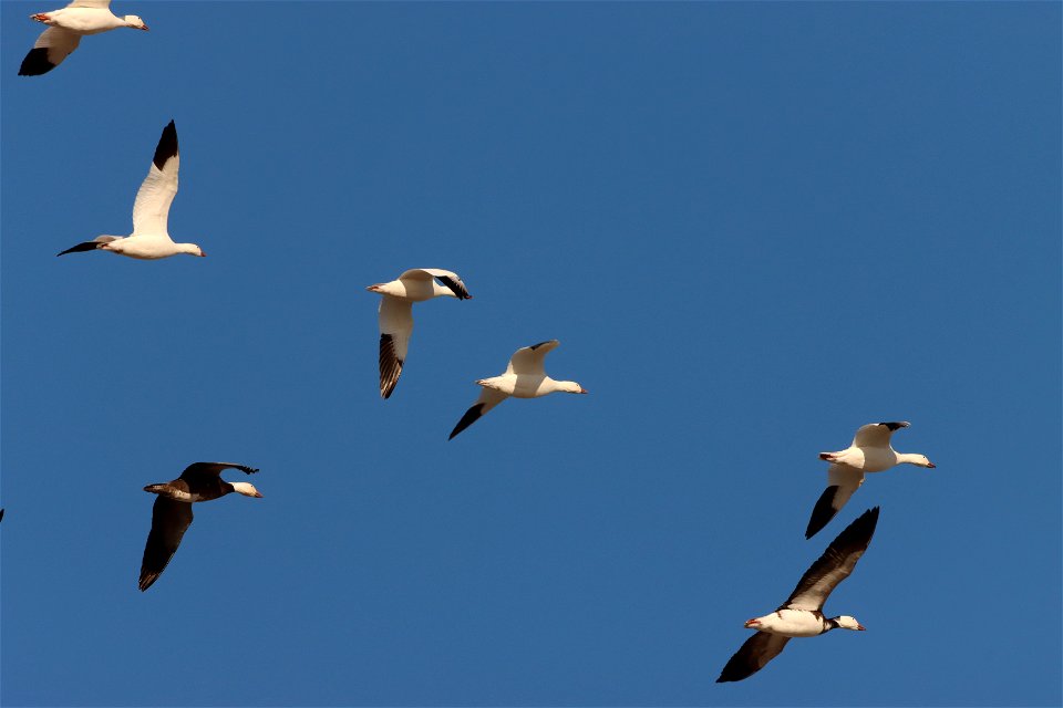 Light Goose Migration Huron Wetland Management District