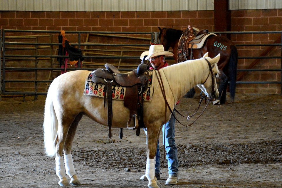 Northern Utah Wild Horse & Burro Festival - 2022 photo