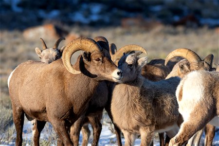Bighorn Sheep on the National Elk Refuge