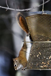 Red squirrel on a bird feeder photo