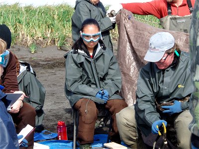 Helping with eider banding at Izembek - Copy