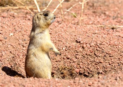 White-tailed prairie dog at Hutton Lake National Wildlife Refuge Wyoming