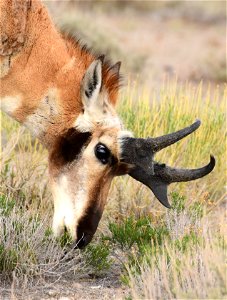 Pronghorn at Seedskadee National Wildlife Refuge