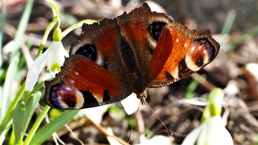 Aglais io (Tagpfauenauge) an einer Blüte des Großes Schneeglöckchen (Leucojum vernum)