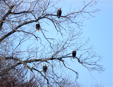 Bald eagles perched by the Mississippi River photo