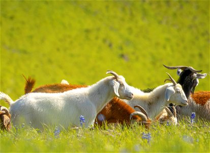 Goats at Fort Ord photo