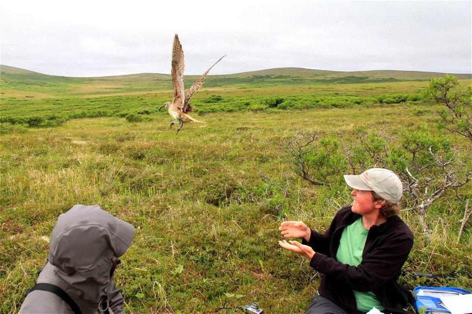 Releasing Bristle-thighed Curlew