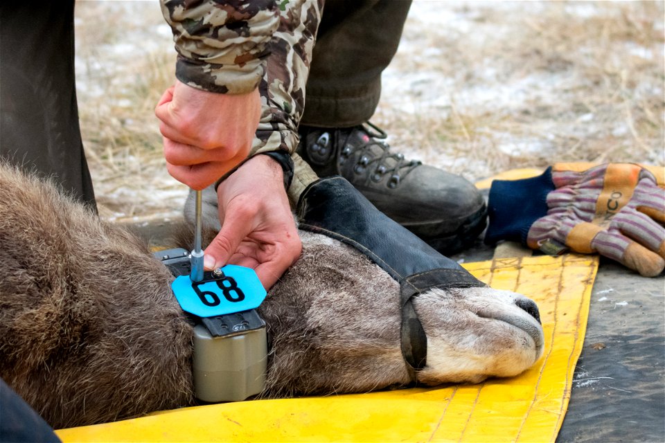 Bighorn Sheep Collaring Research