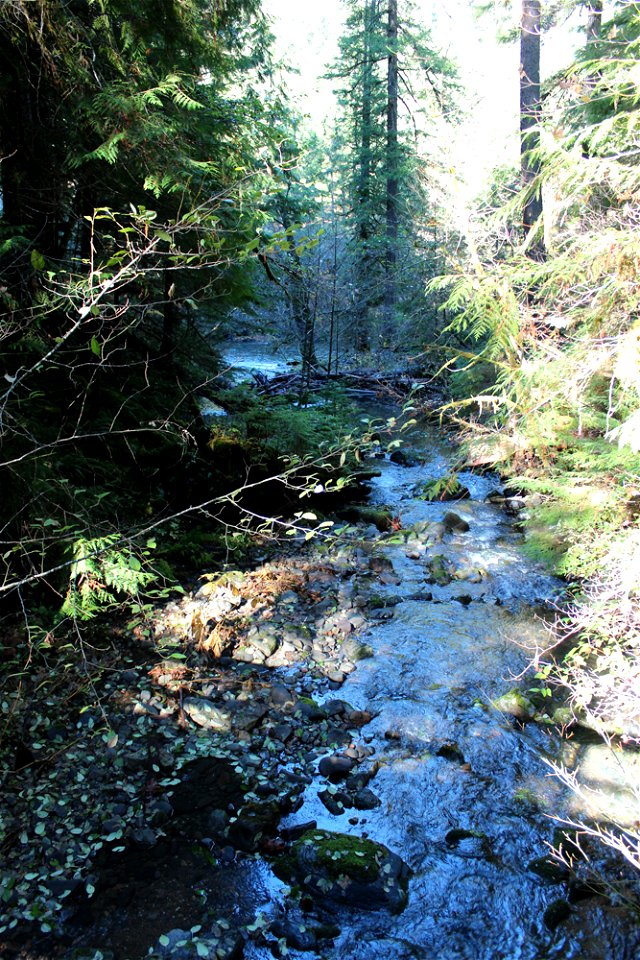 img_2067_deception-creek-downstream-from-bridge-north-umpqua-river-in-backgroundjpg_49364503881_o