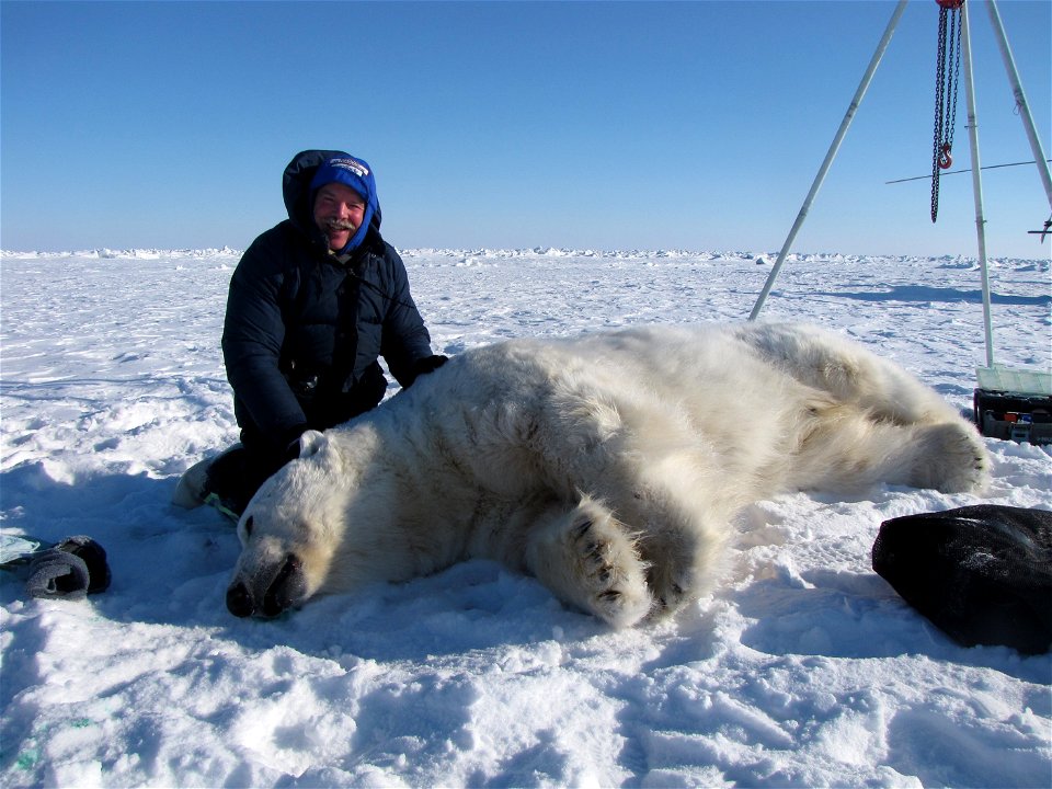 Polar bear research