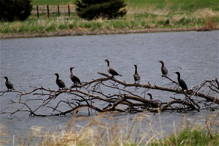 Double-crested Cormorants on a Tree Lake Andes Wetland Management District South Dakota photo