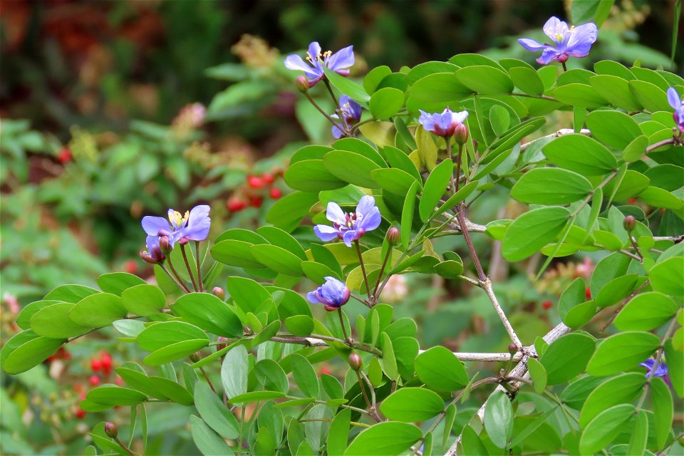 Lignum vitae blooming...Rouge plant in the background.