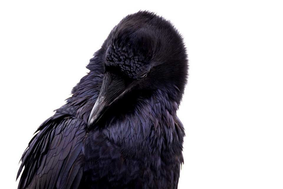 Raven photo