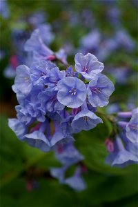 Virginia Bluebells Closeup