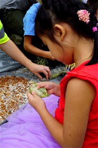 Child Separating Milkweed Seeds