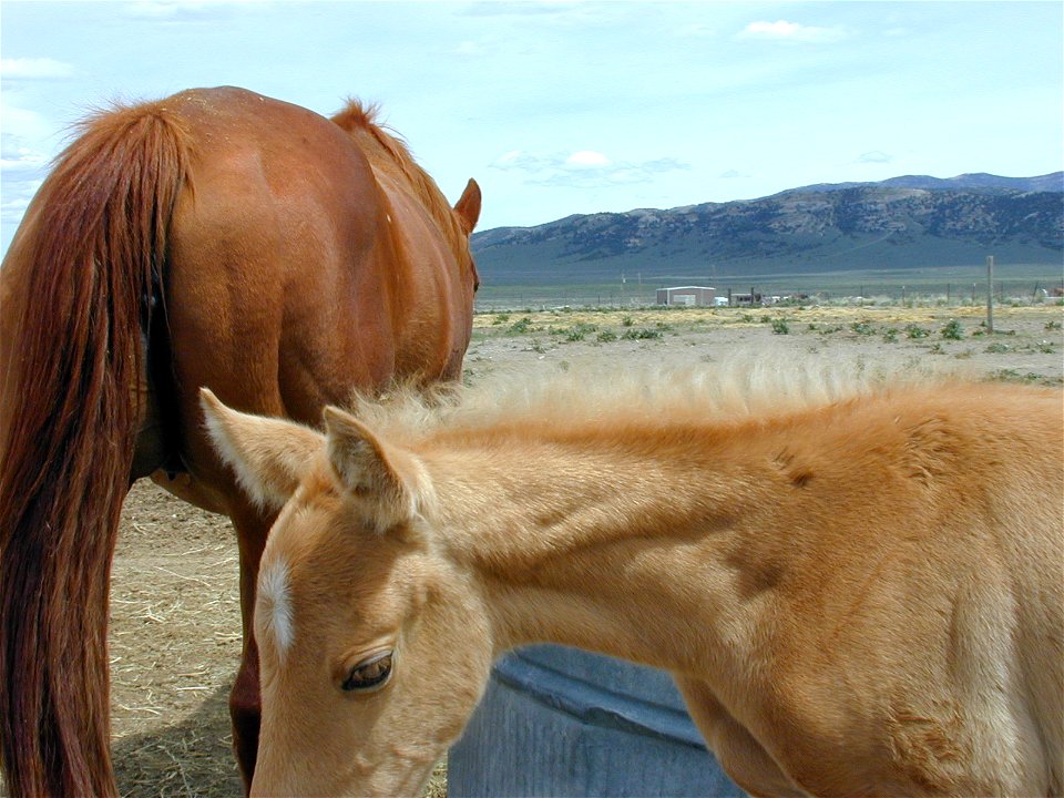 32_nonplot_horse_colt_06062002090101
