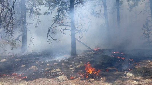 Little Tujunga Hotshots construct handline
