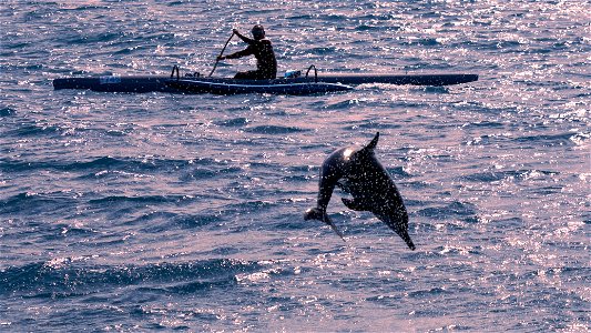 Dolphin jumping out of the water in Hawaii