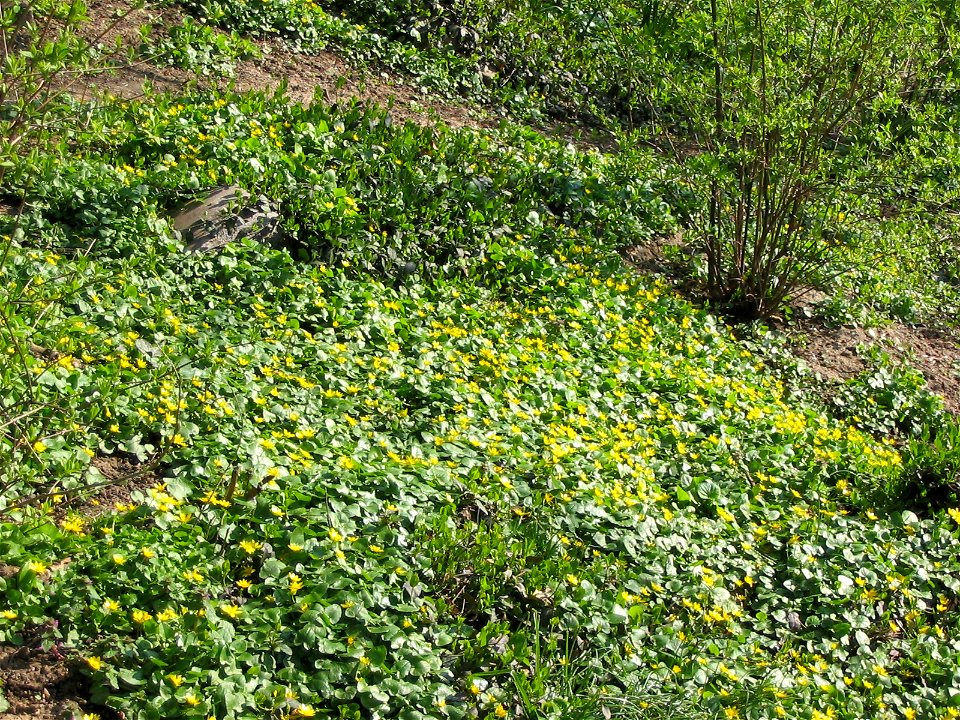 Cismigiu_20040328_07